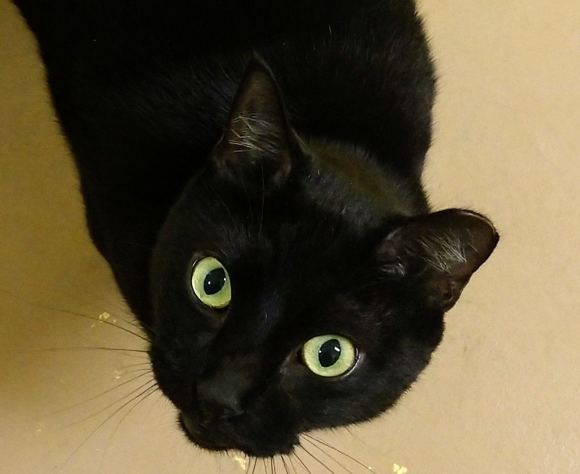 St. Lucie County Pet of the Week - Week of November 29